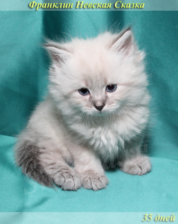 Продается невский маскарадный котенок окраса блю-тэбби пойнт