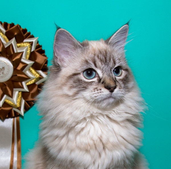 Продается невский маскарадный котенок окраса сил-тэбби пойнт 