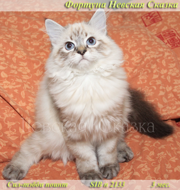 Продается невский маскарадный котенок окраса сил-тэбби пойнт 