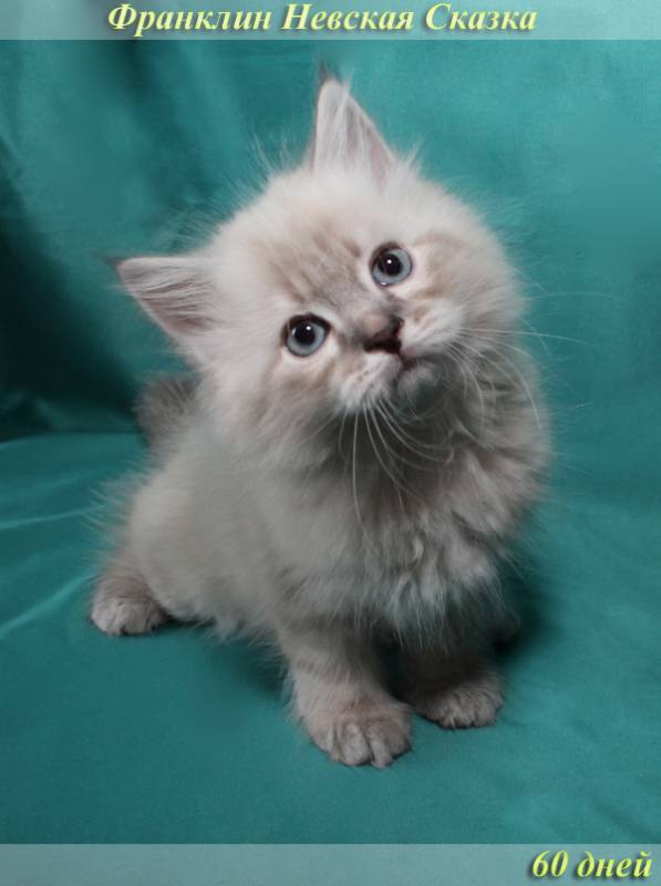 Продается невский маскарадный котенок окраса блю-тэбби пойнт